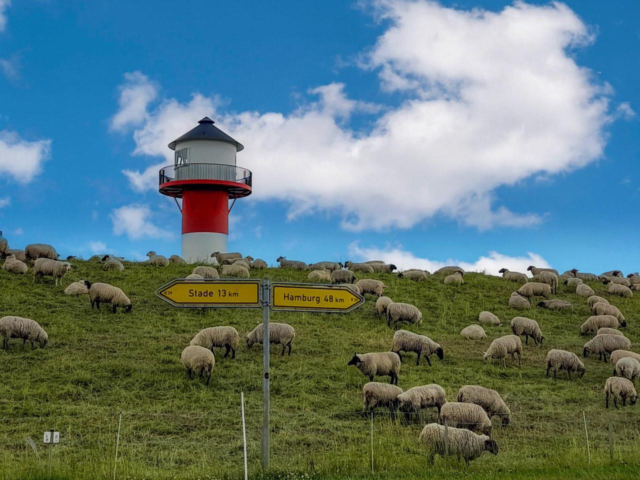 Schafe auf dem Deich mit Blick auf den Leuchtturm